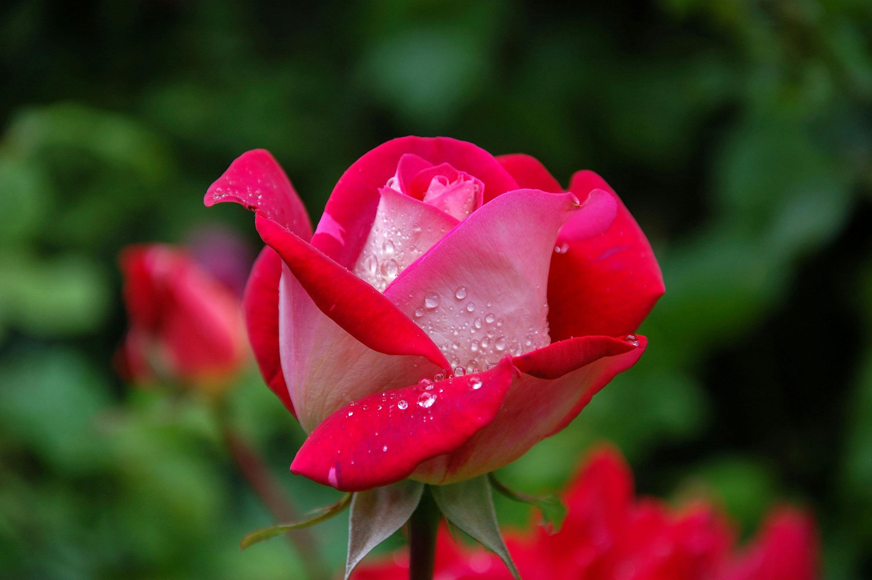 Flower image